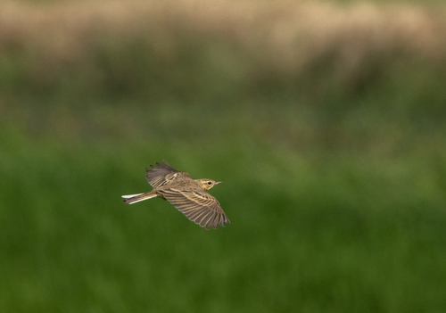 Paddyfield Pipit (Anthus rufulus), photo 9