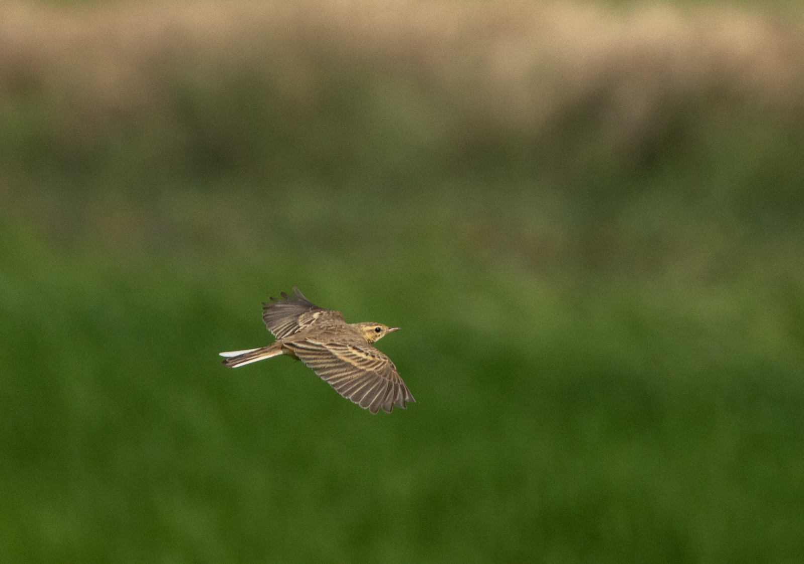 Paddyfield Pipit illustration