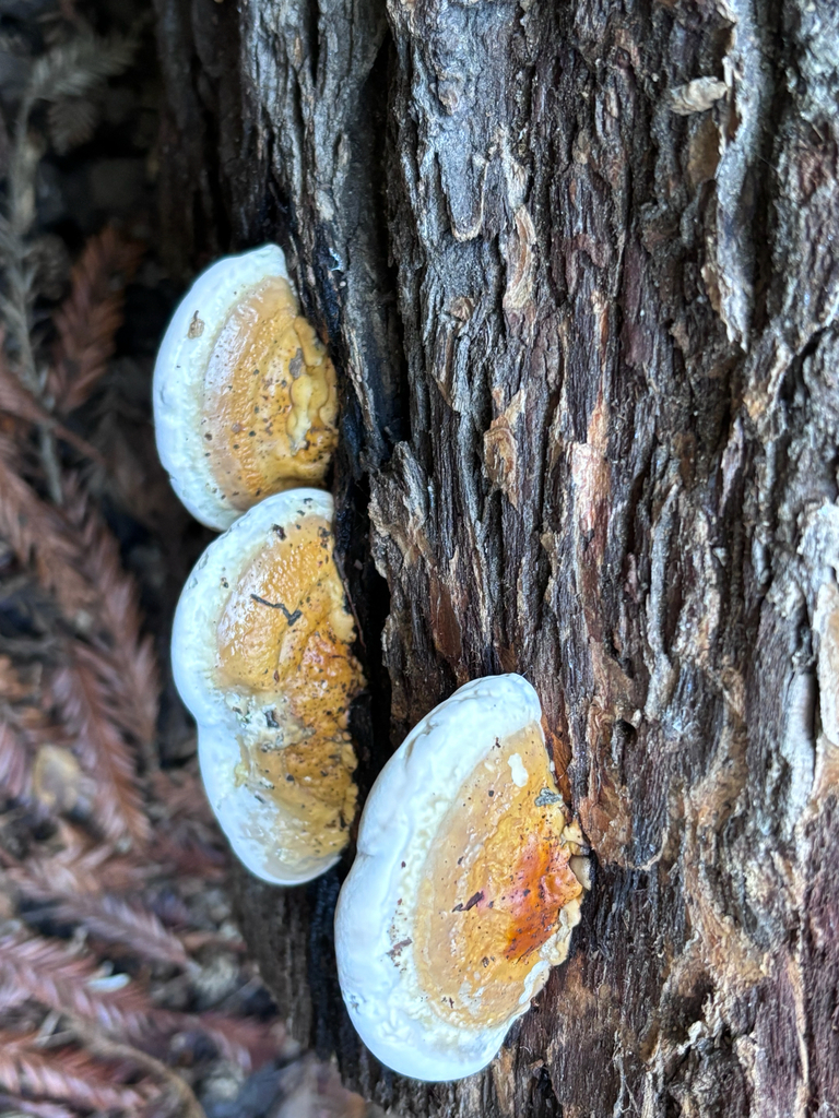 Fomitopsis mounceae · December 2025 · photo: © reago (iNaturalist, cc-by)