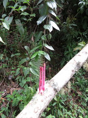 Passiflora trinervia