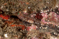 Pomatoschistus pictus