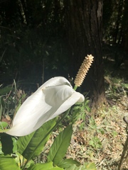 Spathiphyllum wallisii