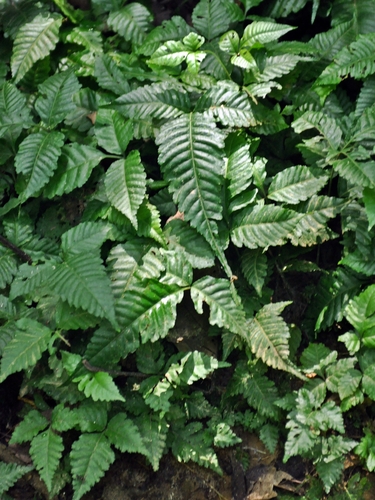 Bolbitis heteroclita iNat (2)
