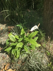 Spathiphyllum wallisii