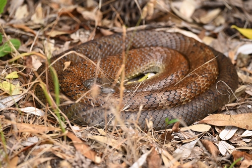 Tiger Snake sighting