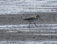 Limosa lapponica baueri
