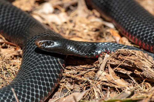 Red-bellied Black Snake sighting