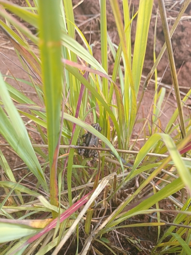 Senegal Running Frog