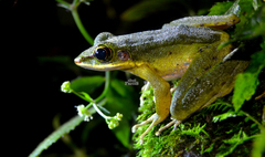 Odorrana hosii