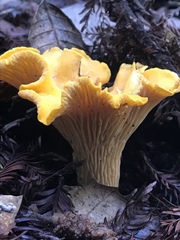 Cantharellus californicus