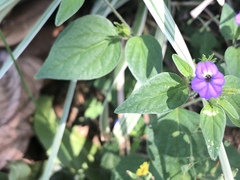 Browallia americana