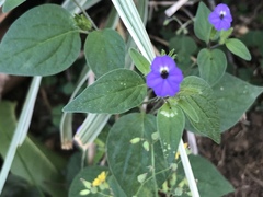 Browallia americana