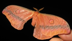 Opodiphthera loranthi