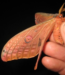 Opodiphthera loranthi