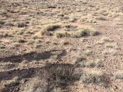 Muhlenbergia torreyi