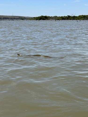 Tiger Snake sighting