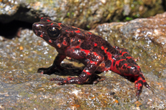 Leptophryne cruentata