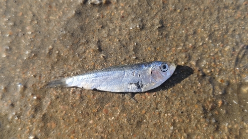 Sardinella zunasi observed 2025-12-14