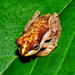 Asian Foam-nest Tree Frogs - Photo (c) Farits Alhadi, some rights reserved (CC BY-NC), uploaded by Farits Alhadi