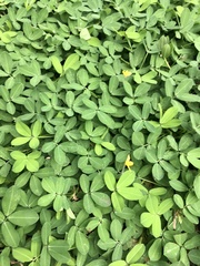 Arachis repens
