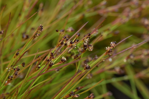 Mosquito rush (Juncus squarrosus)