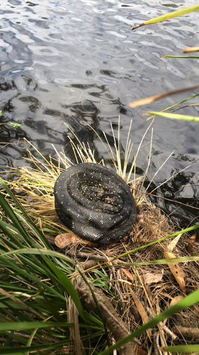 Diamond Python sighting