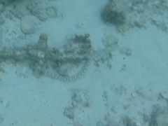 Myrichthys breviceps