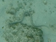 Myrichthys breviceps