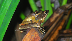 Chalcorana chalconota