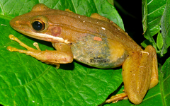 Chalcorana chalconota