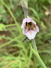 Gladiolus densiflorus