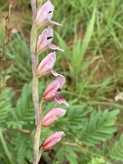 Gladiolus densiflorus