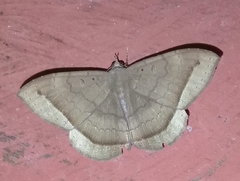 Hemeroblemma scolopacea