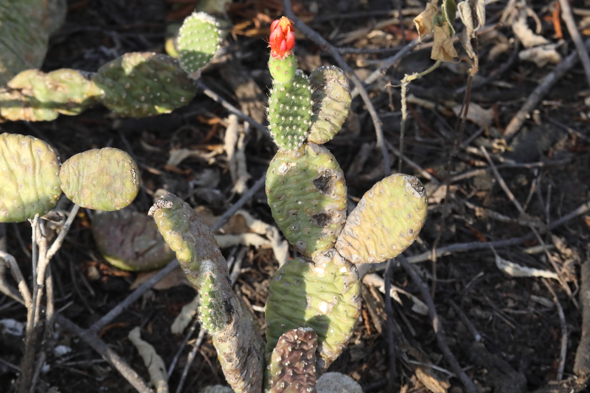 Tacinga subcylindrica