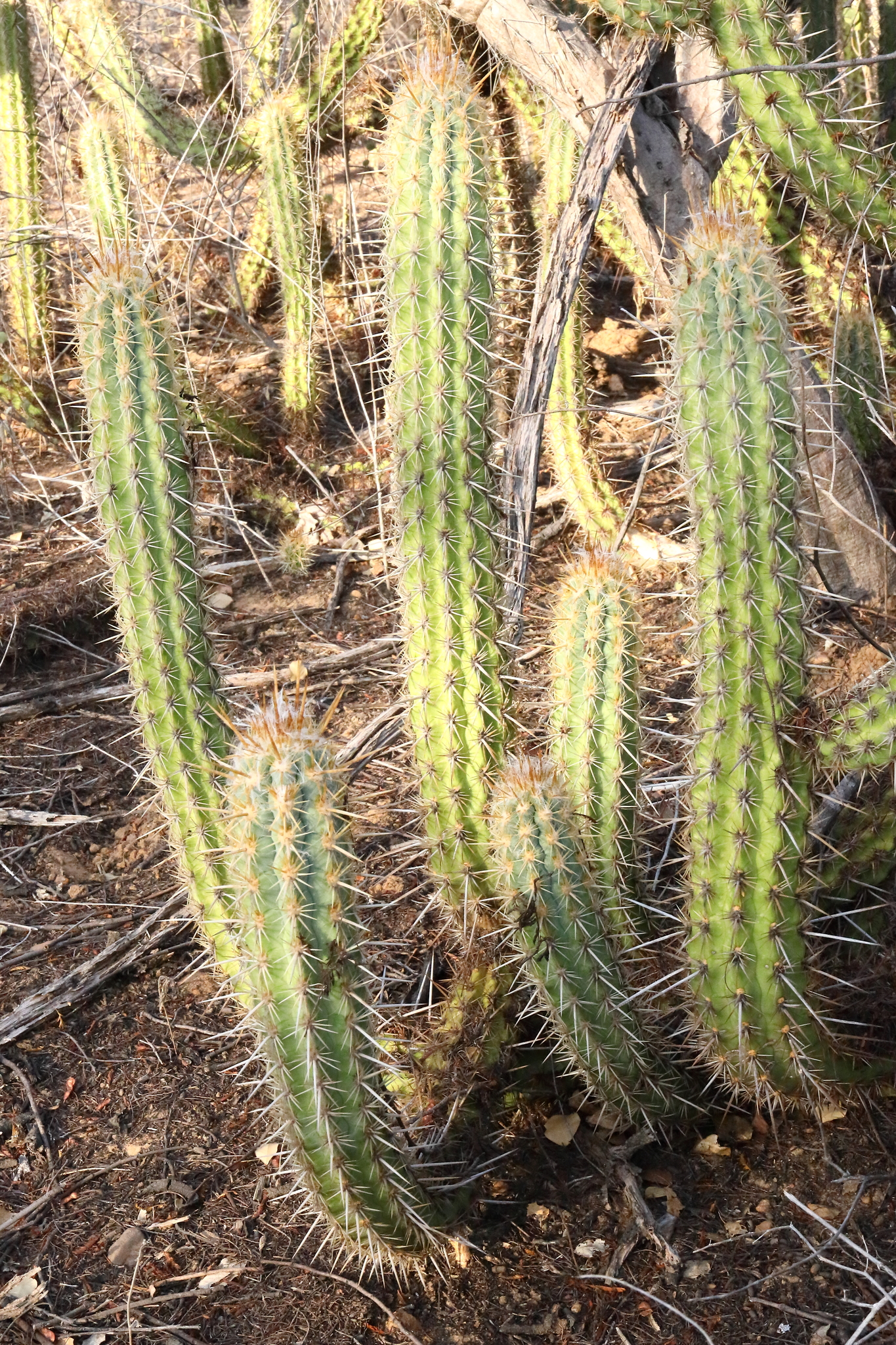 Xiquexique gounellei