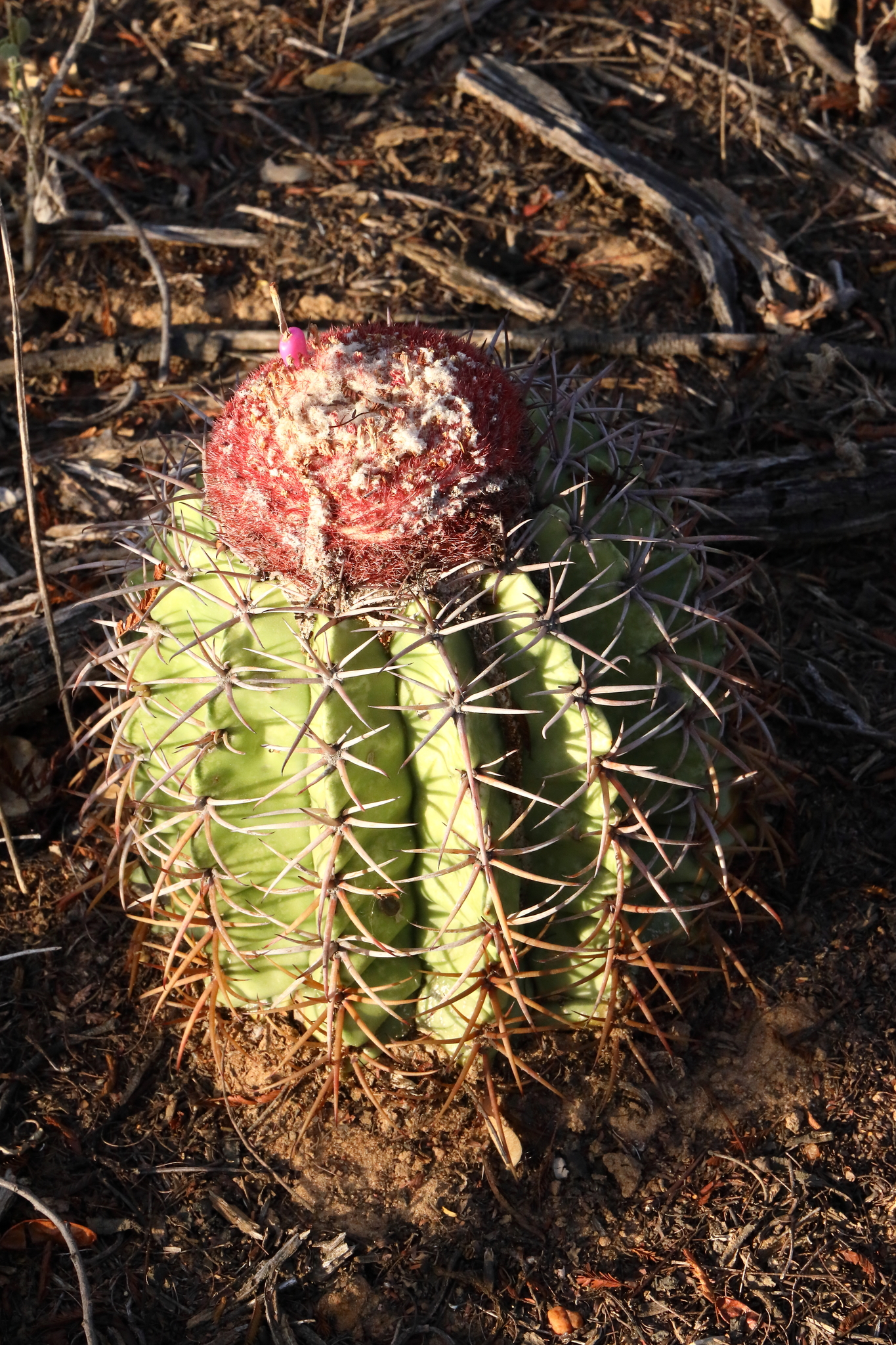 Melocactus zehntneri