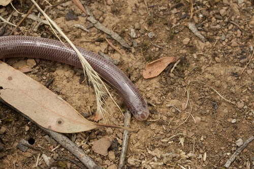 Blackish Blind Snake sighting