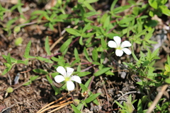 Heterochroa petraea