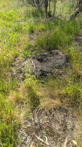 Tiger Snake sighting