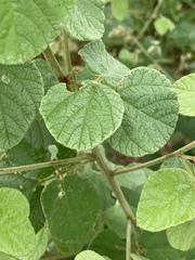 Rhynchosia komatiensis