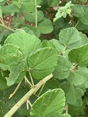 Rhynchosia komatiensis