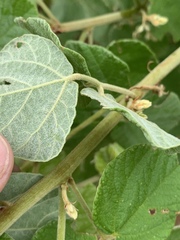 Rhynchosia komatiensis