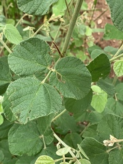 Rhynchosia komatiensis