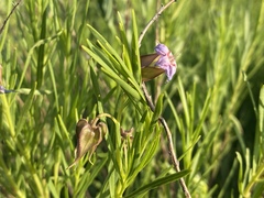 Trichodesma angustifolium