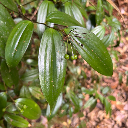 Kuntheria pedunculata (Kuntheria pedunculata)