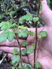 Ribes menziesii
