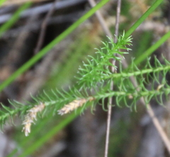 Lateristachys lateralis