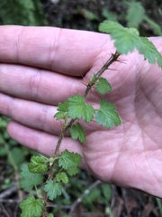 Ribes menziesii