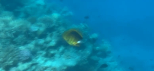 Chaetodon fasciatus