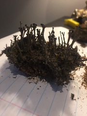 Cladonia rei